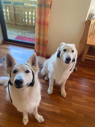 Zwei weiße Schäferhunde unterstützen tatkräftig ihre Teammitglieder im Support