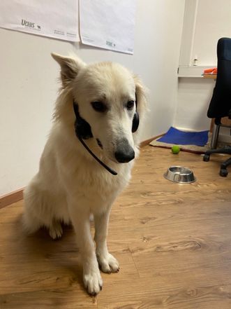 Weißer Schäferhund sitzt im Büro und trägt ein schwarzes Headset